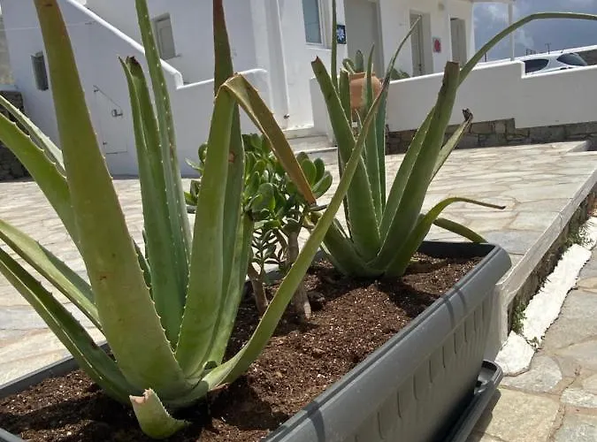 Sing And Blossom Σπίτι διακοπών Mykonos Town